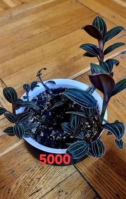 Комнатные растения от 1000