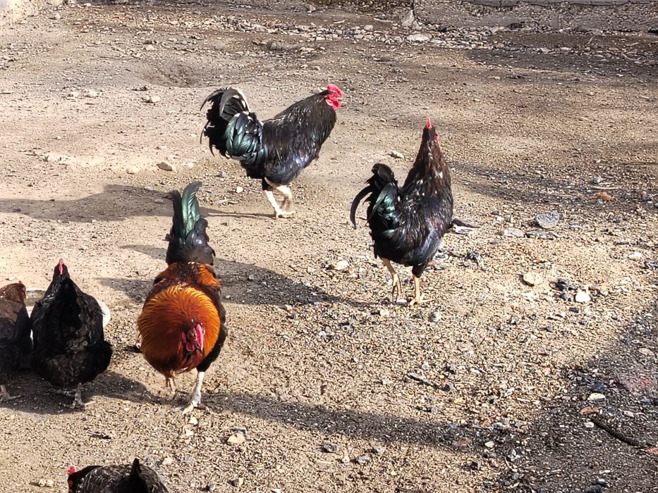 Куры Питухи Тауык