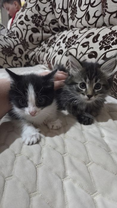 Отдам котят пушистиков