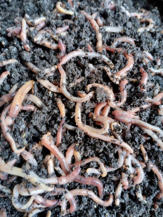 ДЕНДРОБЕН килограм - 60 лева, Доза 12 - 14 бройки - 1,50 лв.