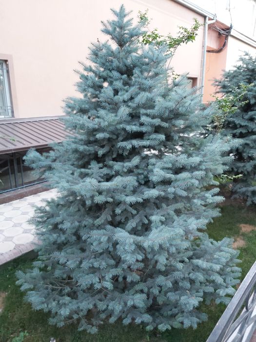 Ёлка Голубая Ель | Archa