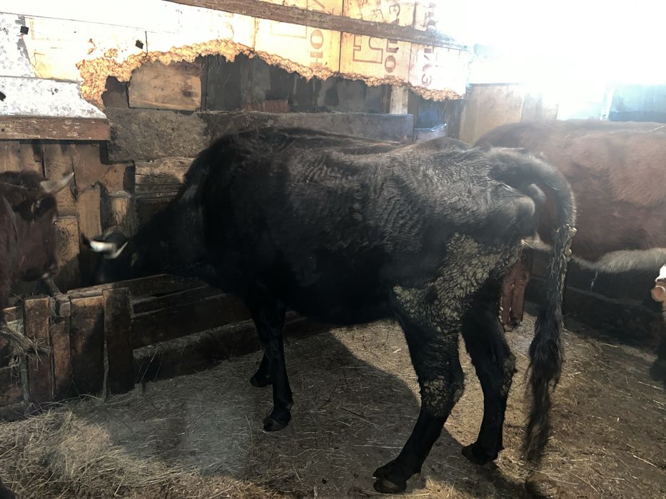 Бұқа  сатылады саудасы бар 2 бас