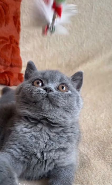 British Shorthair Blue