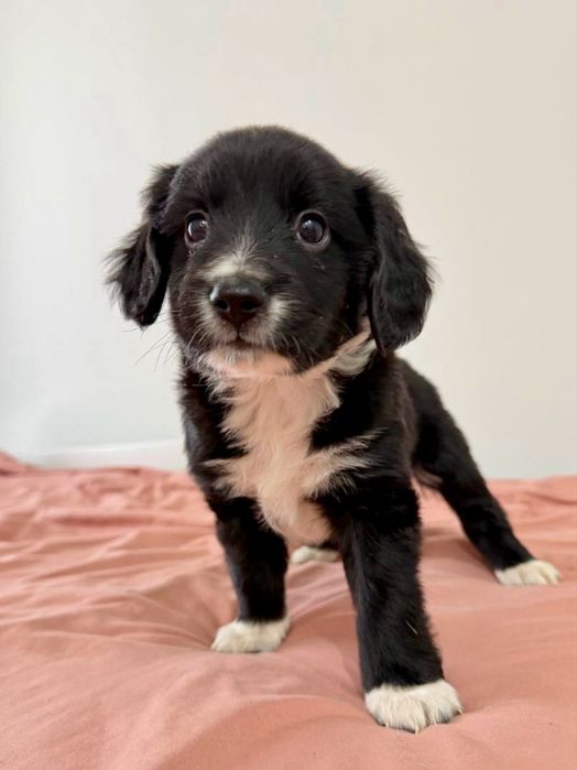 Щенки в добрые руки