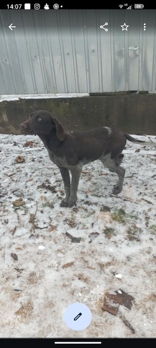 Brac german pui 7 luni