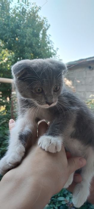Продам шотландского котенка