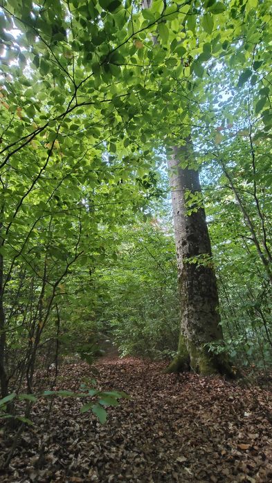 Meditatii la limba Romana