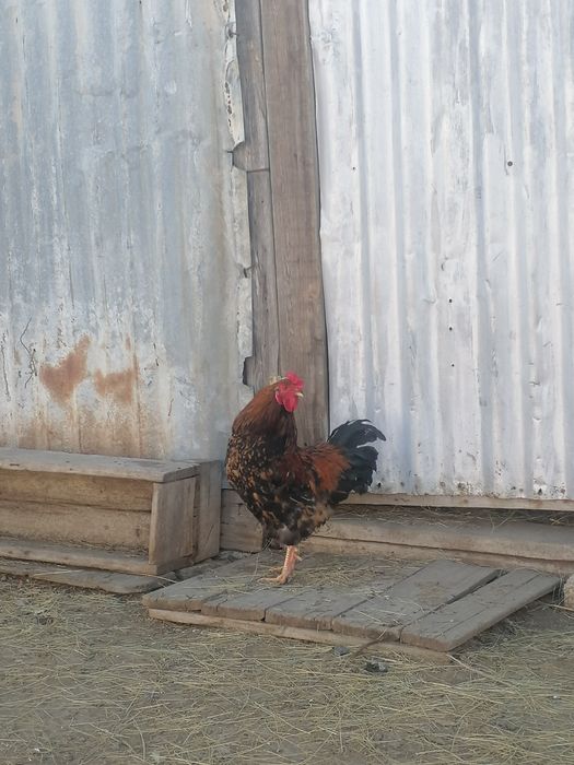 Петух большой, красный, молодой