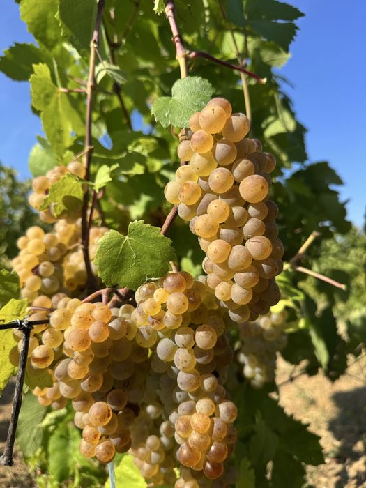 Struguri de vin toate soiurile disponibile 0745707529