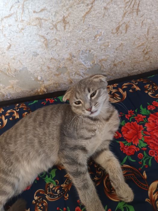 Scottish Fold qiz bola