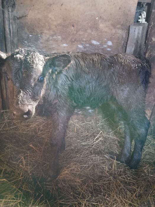 коровы с телятами!