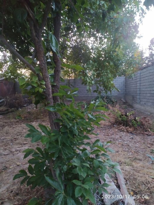 Участка ховли уй