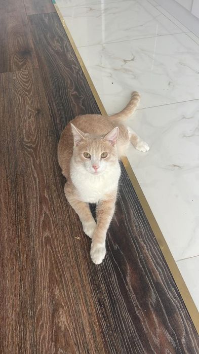 Котик ищу любяших хозяйн