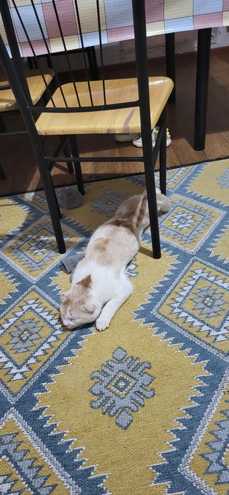 Кот Мальчик в добрые руки