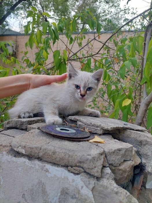 Сиамский котенок