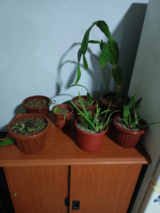 Chiroyli zõr gullar sotiladi