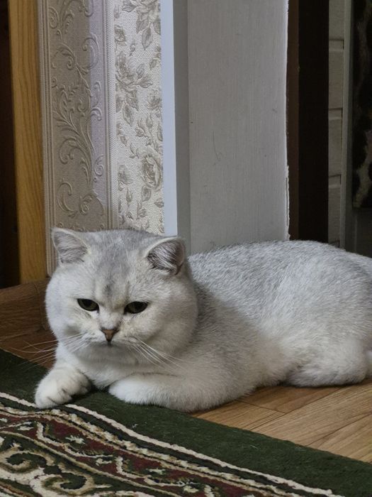 Вязка ! чистакровная Серебрестая Шиншилла  NS11 приглашаем кошек !