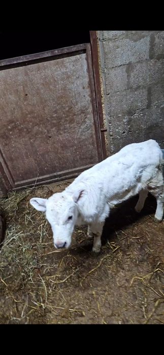 Продам телёнка алеуколь