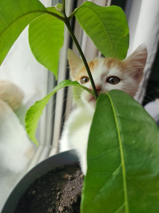 Котёнок в добрые руки