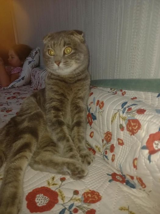 Отдам в добрые руки кота