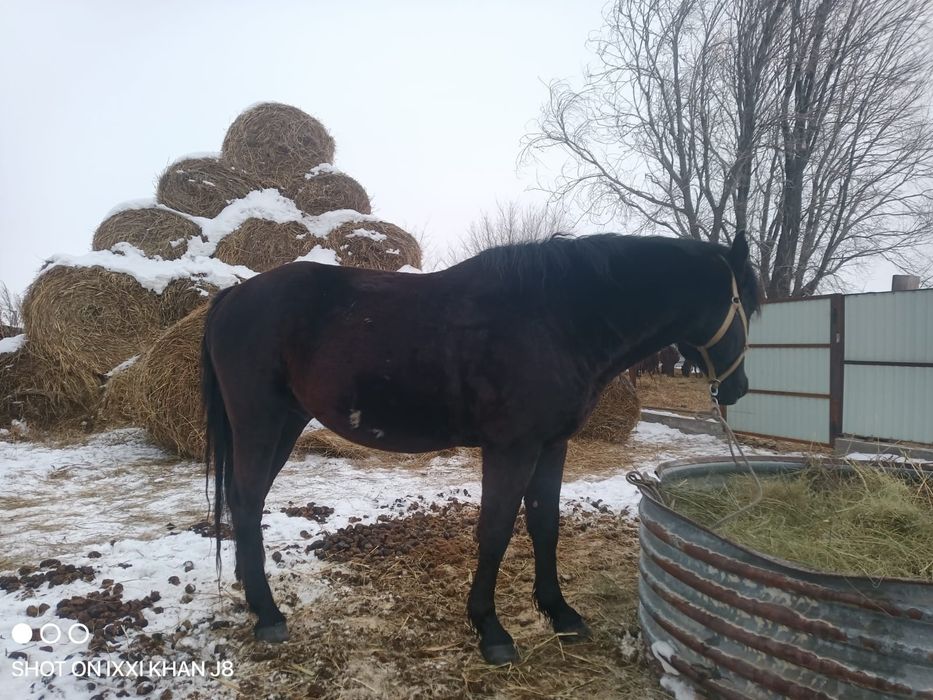 Айғыр 8 жасар міңгі жуас.