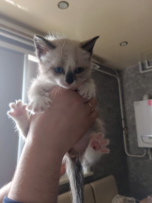 Отдам котят в добрые руки