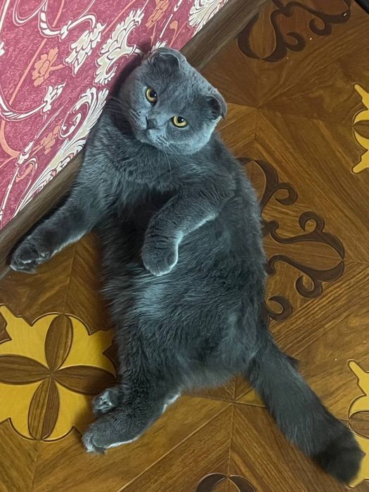 Кошка, кличка «Муиза»