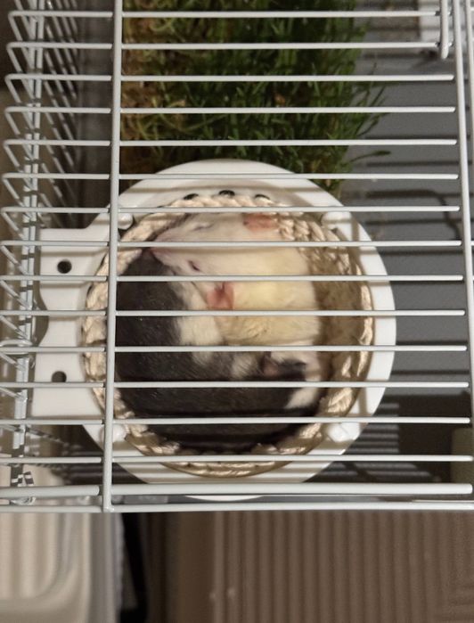 Декоративные крысы Дамбо