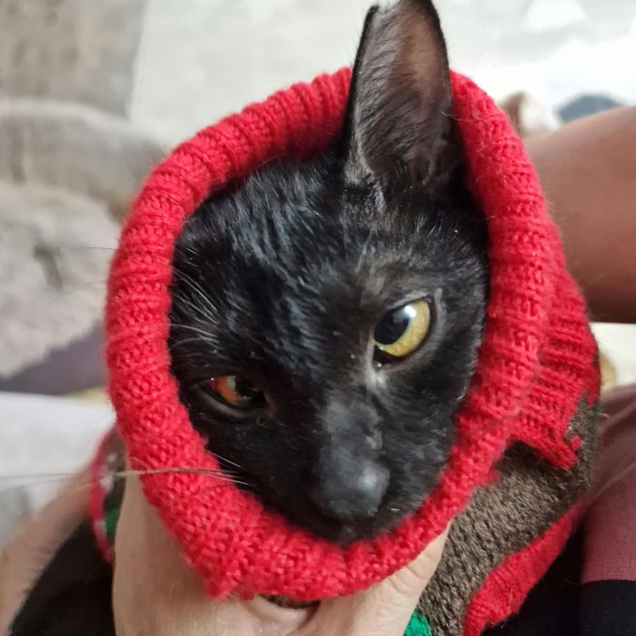 Котёнок с изюммнкой
