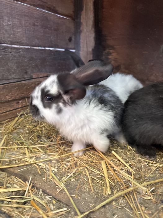 Pui de iepure de vanzare