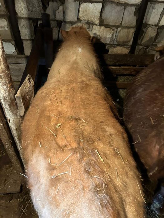 Продаю бычков откорм еще есть кошкары