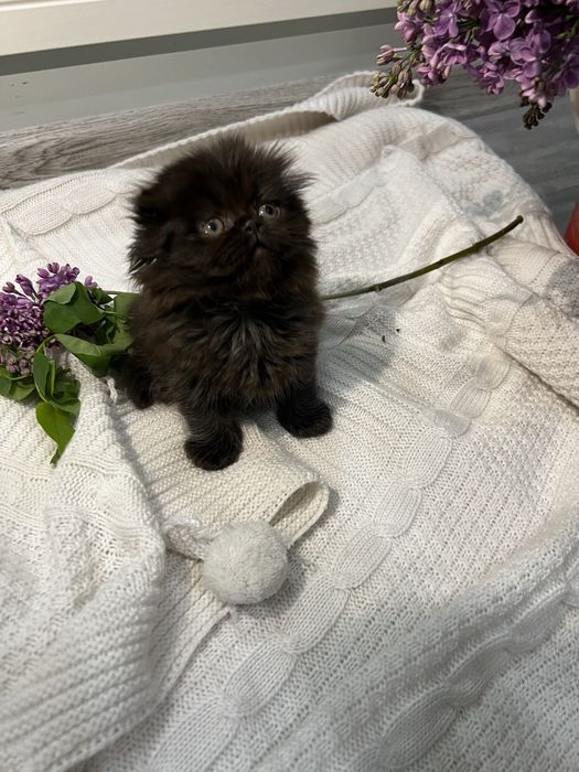 Продаются котята, вислоушки скотиш фолд. Фото реальные