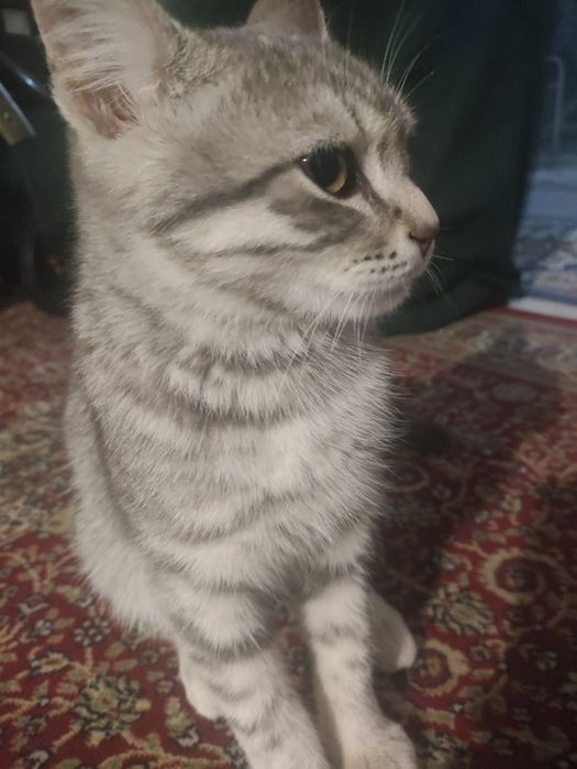 Продается шотландски котенок