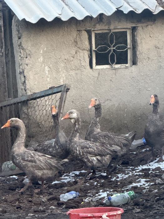 G’oz 5 dona sotiladi