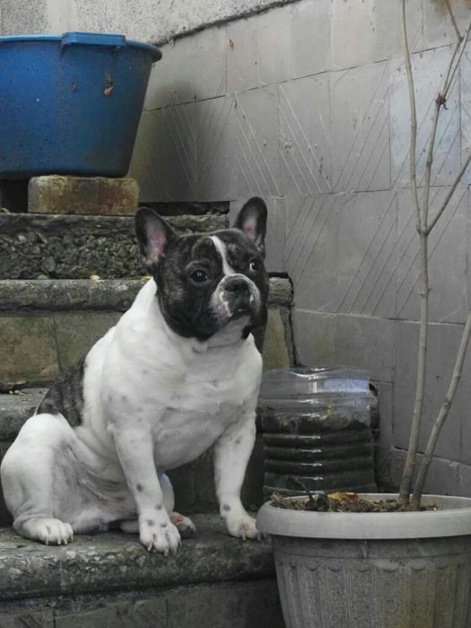 Вязка французский бульдог