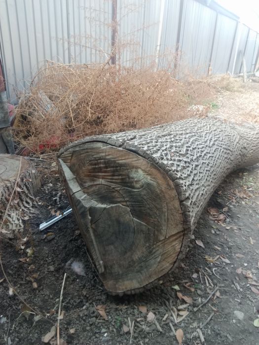 Продам  ствол ореха