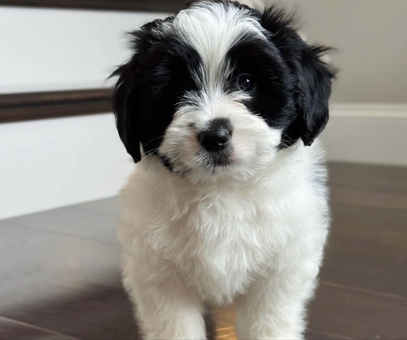 Bichon havanez fetita