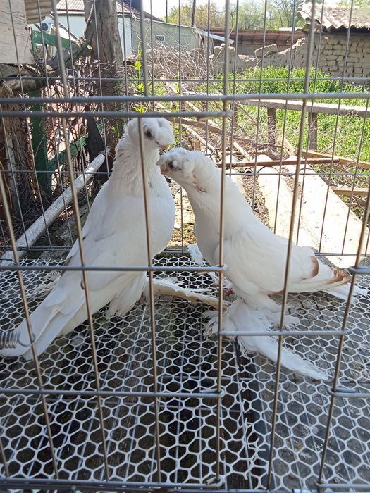 Продам голубей хороших