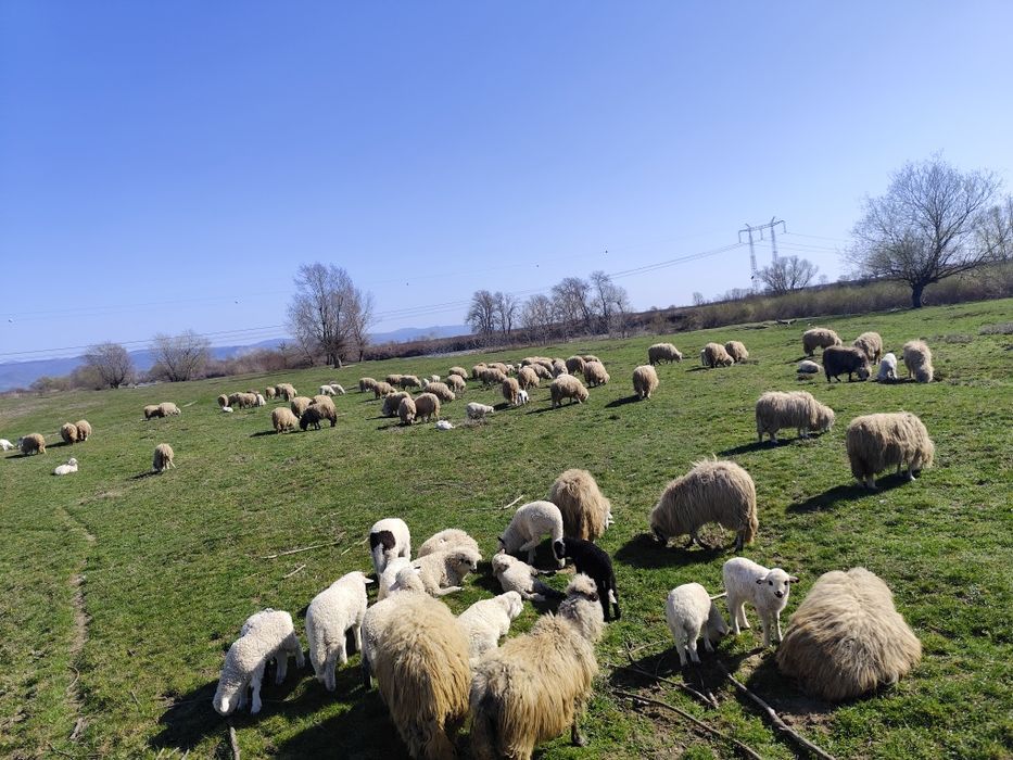 De vânzare 60 de oi