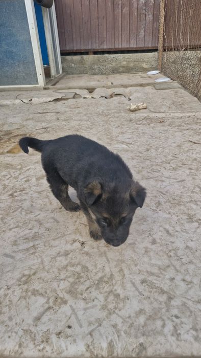 2 щенками в хорошие руки