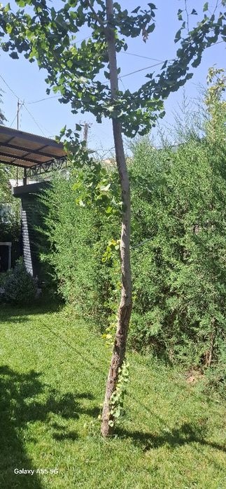 Дерево гинкго билоба  двухлопастный высота 7-8 метров в ташкенте