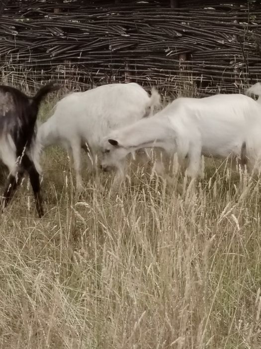Vând,sau schimb căprițe din localitatea Ocna Sugatag, Maramureș.