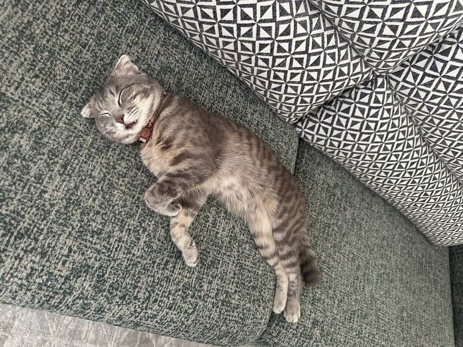 Отдам в хорошие руки кота породы Скотиш Фолд