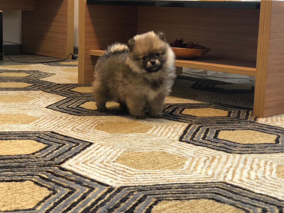 Mascul Pomeranian