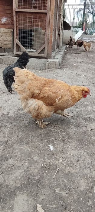 Инкубационные яйца