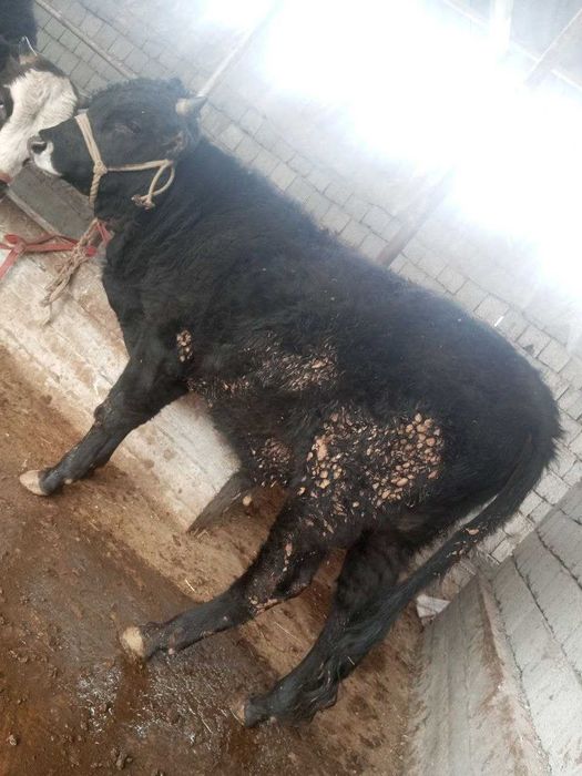 Букалар сотилади