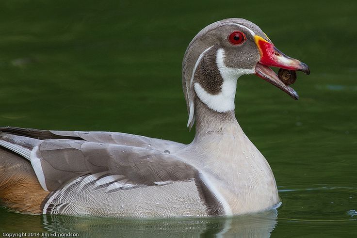 Rațe Caroline Argintii (rate exotice ,păsări de baltă Caroline silver)