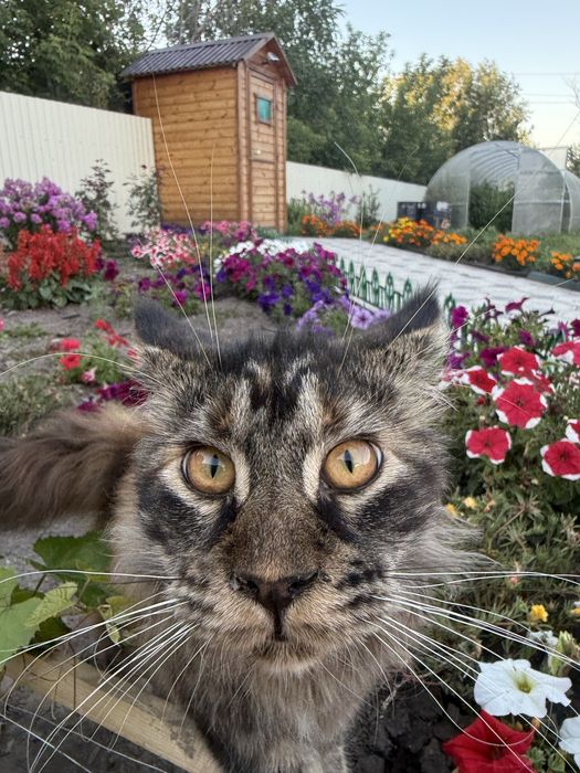 Продам кошку мейн кун