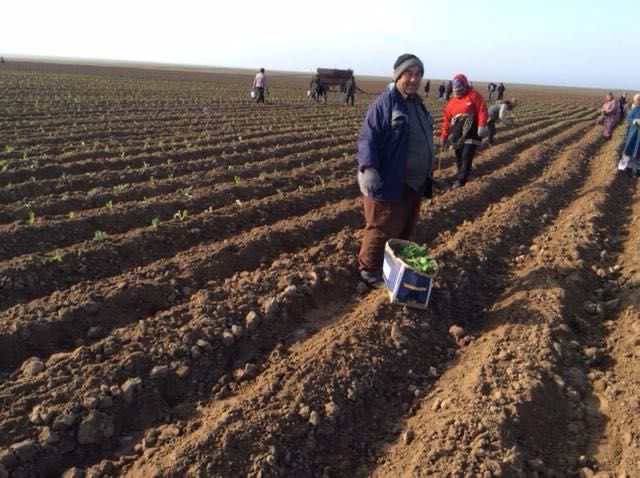 Продам ЗУ 500га. Под Крестьянское Хозяйство, плодородная и ровная