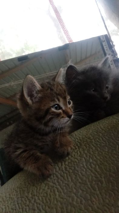 Отдам котят в добрые руки